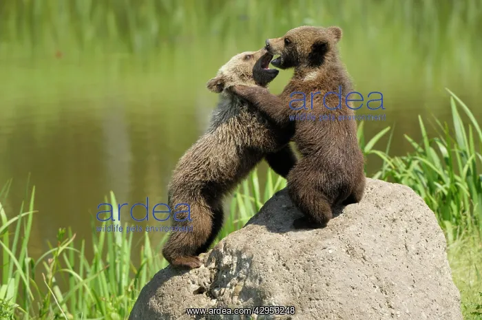 : European Brown Bear - spring cubs playing : European Brown Bear - spring cubs playing