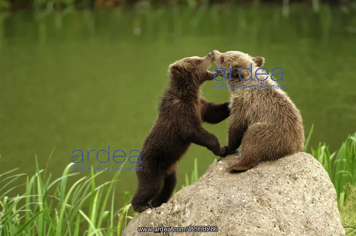 : European Brown Bear - spring cubs playing : European Brown Bear - spring cubs playing