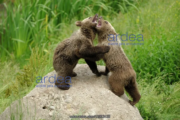  : European Brown Bear - spring cubs playing