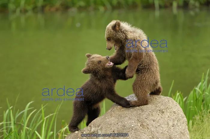 : European Brown Bear - spring cubs playing : European Brown Bear - spring cubs playing
