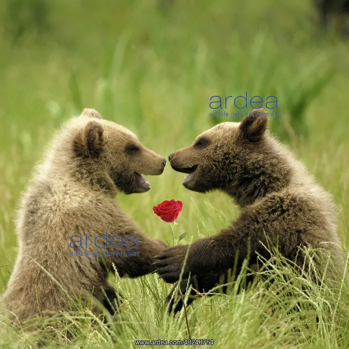 : European Brown Bear - spring cubs smiling, embracing : European Brown Bear - spring cubs smiling, embracing