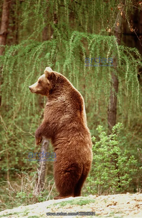 : European Brown Bear - standing on hind legs : European Brown Bear - standing on hind legs