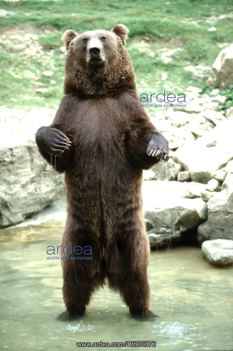 : European Brown Bear - standing on hind legs in water : European Brown Bear - standing on hind legs in water