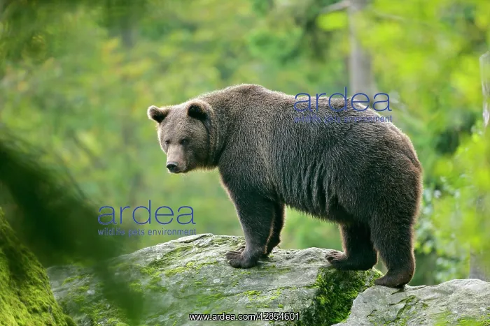 : European Brown Bear - standing on rock in forest : European Brown Bear - standing on rock in forest