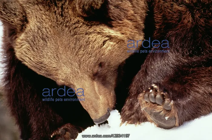 : European Brown BEAR - tasting snow : European Brown BEAR - tasting snow
