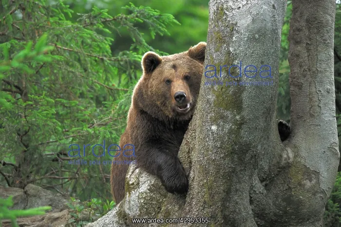 : European Brown Bear - behind a tree : European Brown Bear - behind a tree