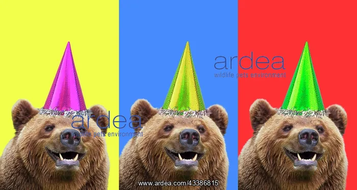 : European Brown Bear, triptych three colours, wea : European Brown Bear, triptych three colours, wea