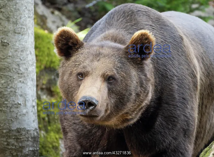 : European Brown bear (Ursus arctos), portrait, captive : European Brown bear (Ursus arctos), portrait, captive