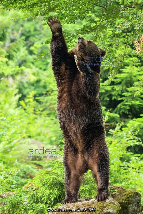 : European Brown bear (Ursus arctos), standing upright : European Brown bear (Ursus arctos), standing upright