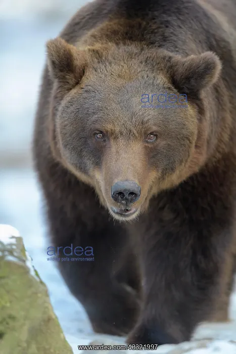 : European Brown Bear (Ursus arctos), in winter, captive : European Brown Bear (Ursus arctos), in winter, captive