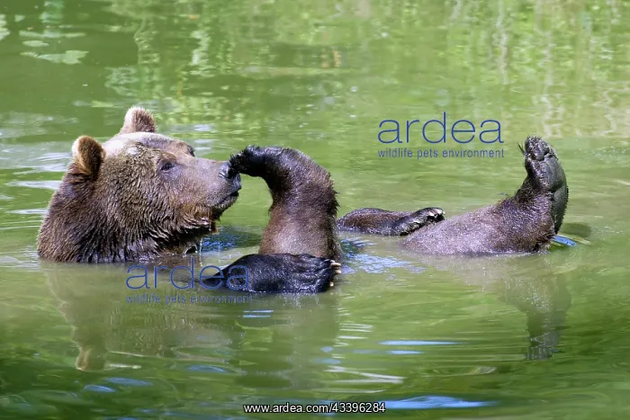  : European brown bear (Ursus arctos)