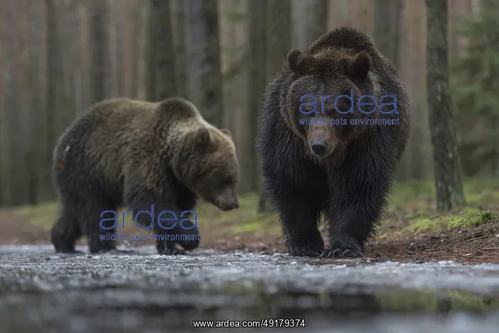 : European brown bear (Ursus arctos) : European brown bear (Ursus arctos)