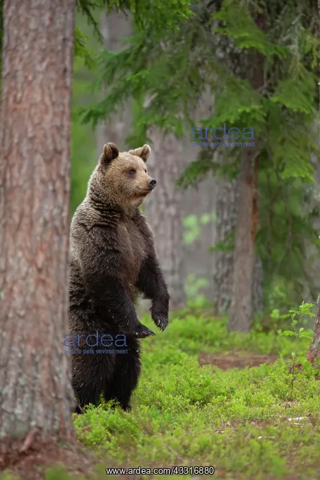 : European brown bear (Ursus arctos) adult female : European brown bear (Ursus arctos) adult female