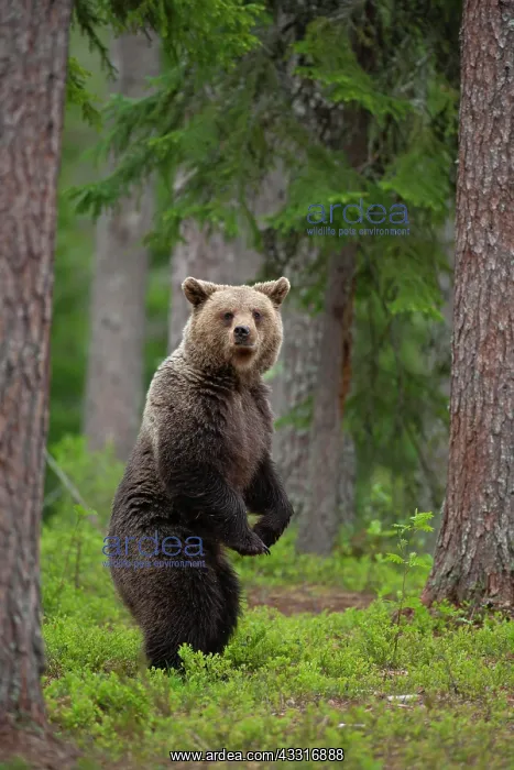: European brown bear (Ursus arctos) adult female : European brown bear (Ursus arctos) adult female