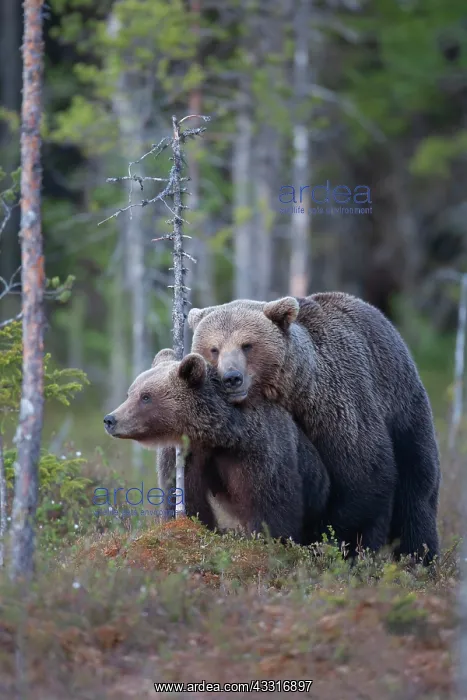 : European brown bear (Ursus arctos) adult male and : European brown bear (Ursus arctos) adult male and