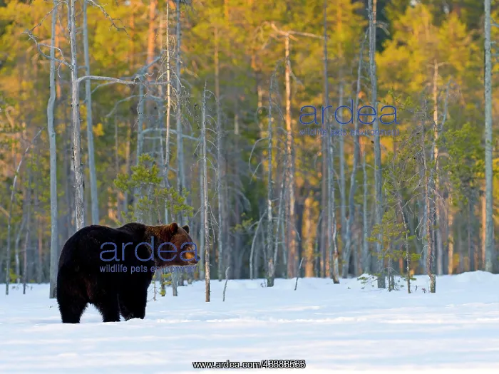 : European brown bear (Ursus arctos) adult, in snow : European brown bear (Ursus arctos) adult, in snow