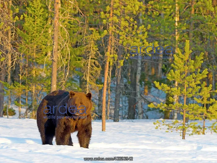 : European brown bear (Ursus arctos) adult, in snow : European brown bear (Ursus arctos) adult, in snow