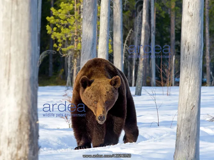 : European brown bear (Ursus arctos) adult, in snow : European brown bear (Ursus arctos) adult, in snow