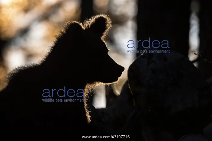 : European brown bear (Ursus arctos arctos) in the : European brown bear (Ursus arctos arctos) in the