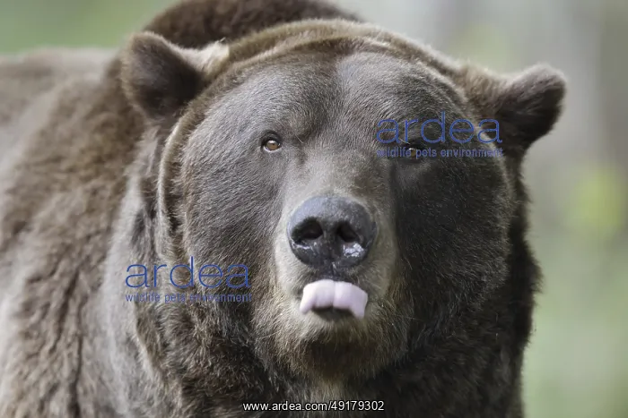 : European brown bear (Ursus arctos arctos) : European brown bear (Ursus arctos arctos)