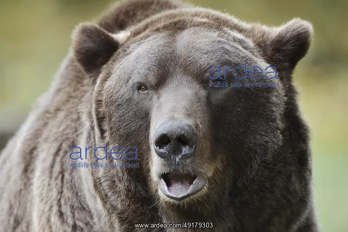 : European brown bear (Ursus arctos arctos) : European brown bear (Ursus arctos arctos)