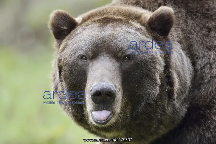 : European brown bear (Ursus arctos arctos) : European brown bear (Ursus arctos arctos)