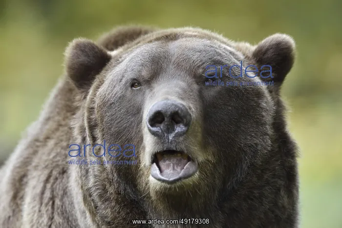 : European brown bear (Ursus arctos arctos) : European brown bear (Ursus arctos arctos)