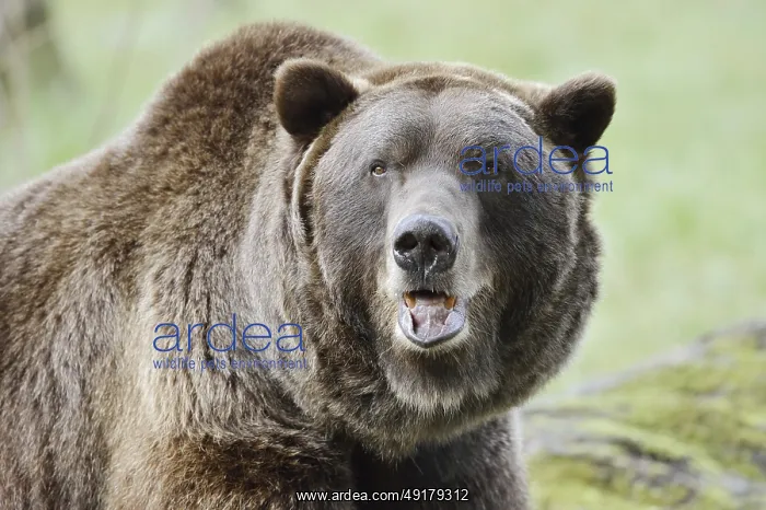 : European brown bear (Ursus arctos arctos) : European brown bear (Ursus arctos arctos)