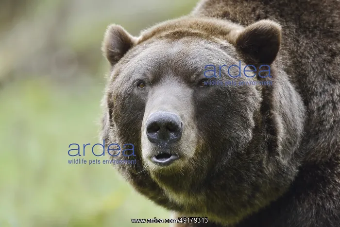 : European brown bear (Ursus arctos arctos) : European brown bear (Ursus arctos arctos)
