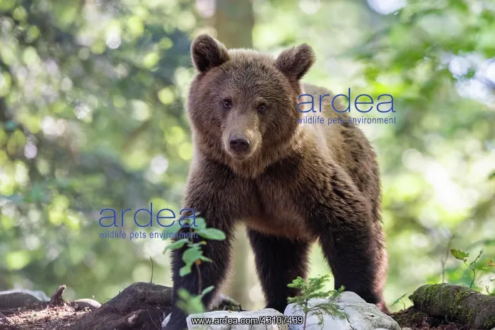 : European brown bear (Ursus arctos arctos) in forest : European brown bear (Ursus arctos arctos) in forest