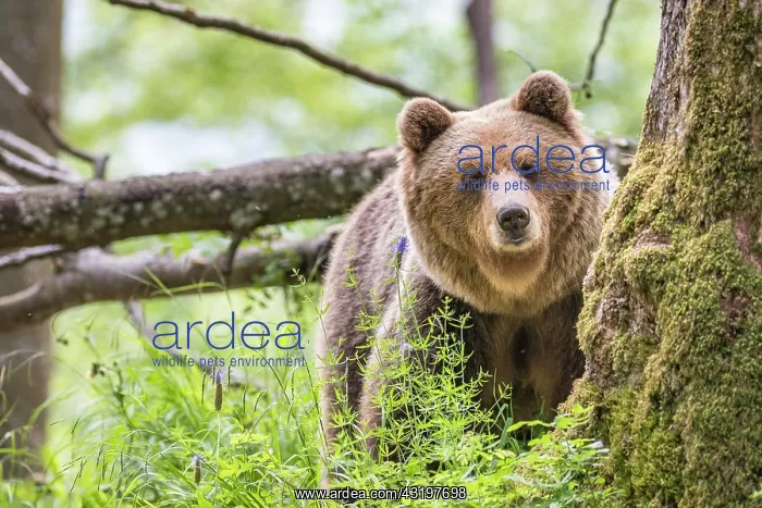: European brown bear (Ursus arctos arctos) in forest : European brown bear (Ursus arctos arctos) in forest