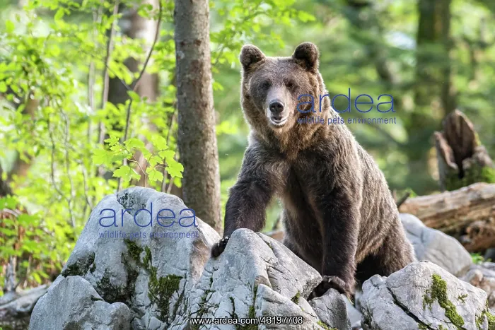 : European brown bear (Ursus arctos arctos) in forest : European brown bear (Ursus arctos arctos) in forest