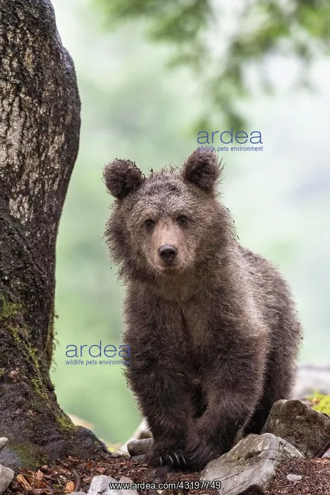 : European brown bear (Ursus arctos arctos) in forest : European brown bear (Ursus arctos arctos) in forest