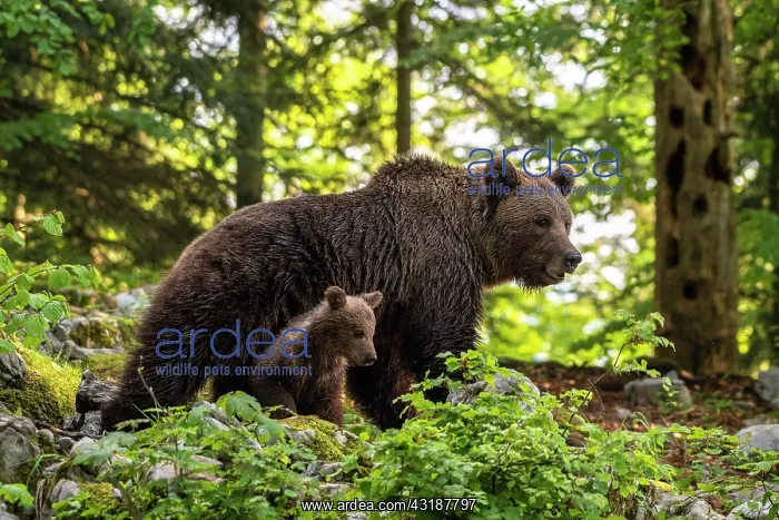 : European brown bear (Ursus arctos arctos), mother : European brown bear (Ursus arctos arctos), mother