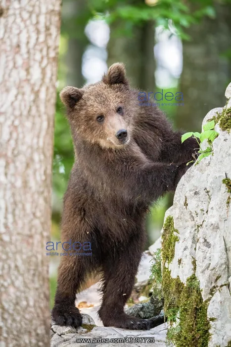: European brown bear (Ursus arctos arctos) standing : European brown bear (Ursus arctos arctos) standing