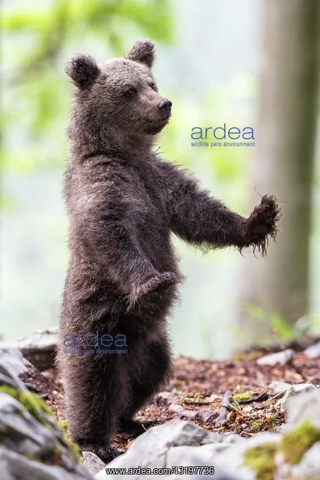 : European brown bear (Ursus arctos arctos) standing : European brown bear (Ursus arctos arctos) standing