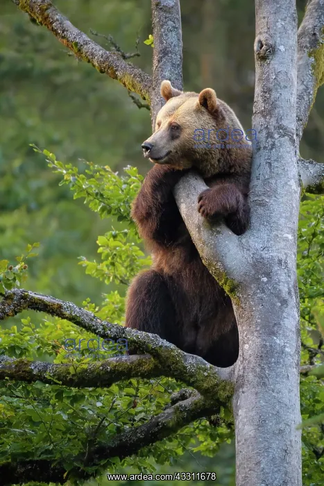 : European Brown Bear (Ursus arctos), climbing in : European Brown Bear (Ursus arctos), climbing in