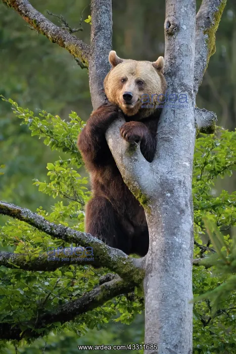 : European Brown Bear (Ursus arctos), climbing in : European Brown Bear (Ursus arctos), climbing in