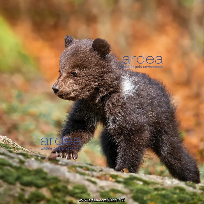 : European brown bear (Ursus arctos), cub, 3 months : European brown bear (Ursus arctos), cub, 3 months