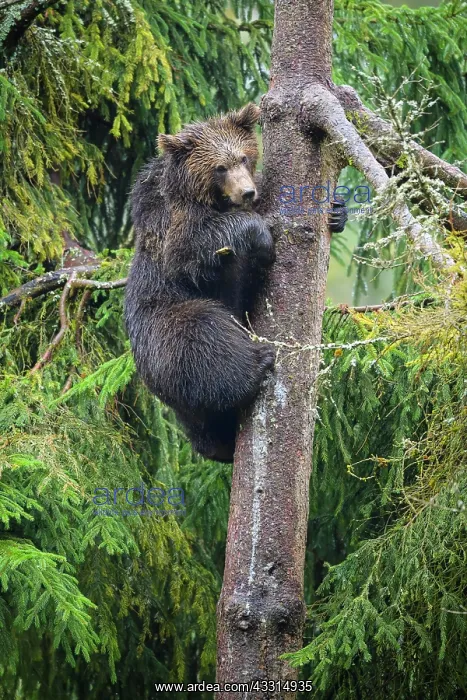 : European Brown Bear (Ursus arctos), cub climbing : European Brown Bear (Ursus arctos), cub climbing