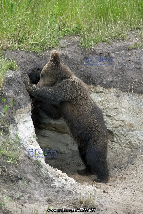 : European brown bear (Ursus arctos) cub at entran : European brown bear (Ursus arctos) cub at entran