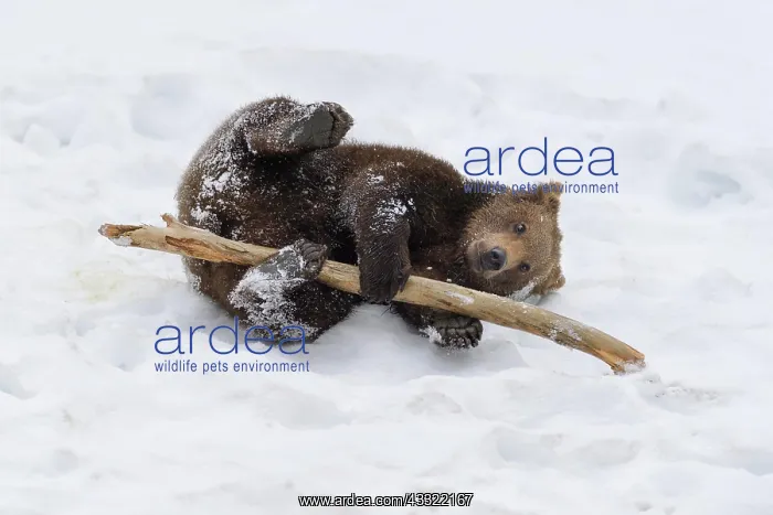 : European Brown Bear (Ursus arctos), cub playing : European Brown Bear (Ursus arctos), cub playing
