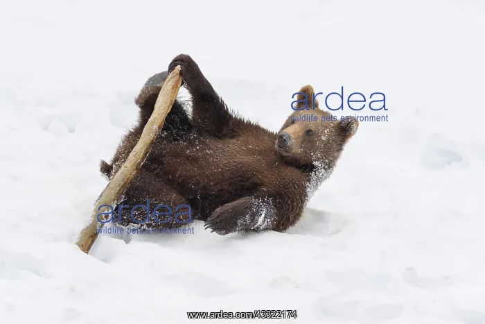 : European Brown Bear (Ursus arctos), cub playing : European Brown Bear (Ursus arctos), cub playing