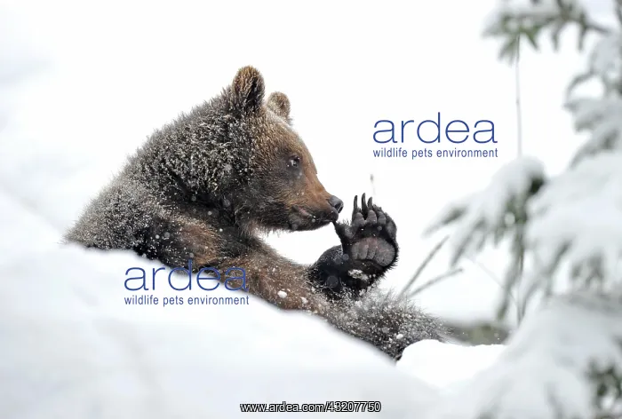 : European Brown Bear (Ursus arctos) cub sitting in : European Brown Bear (Ursus arctos) cub sitting in