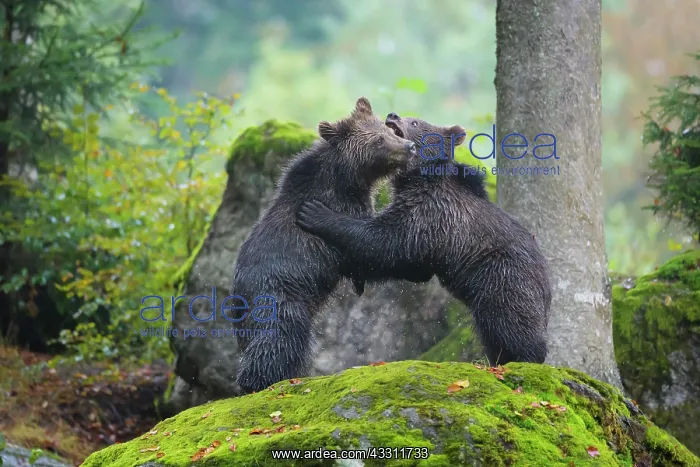 : European Brown Bear (Ursus arctos), two cubs fighting : European Brown Bear (Ursus arctos), two cubs fighting