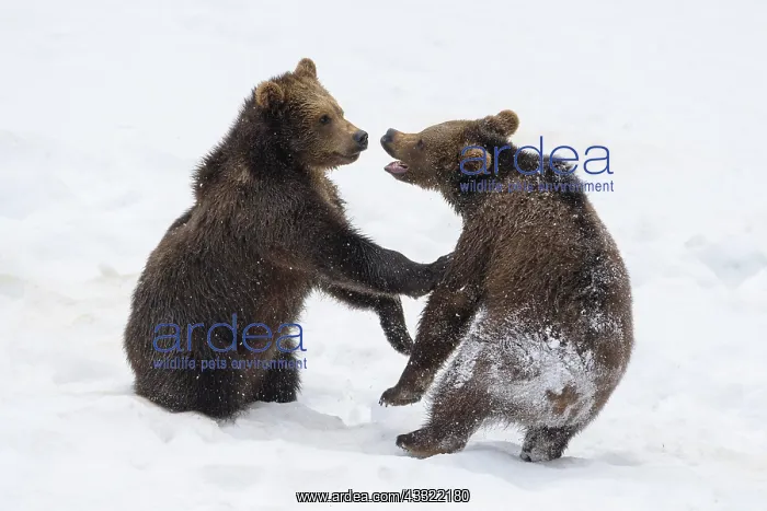 : European Brown Bear (Ursus arctos), cubs fighting : European Brown Bear (Ursus arctos), cubs fighting