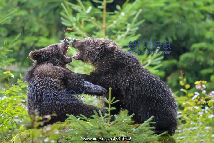 : European Brown Bear (Ursus arctos), cubs fletching : European Brown Bear (Ursus arctos), cubs fletching