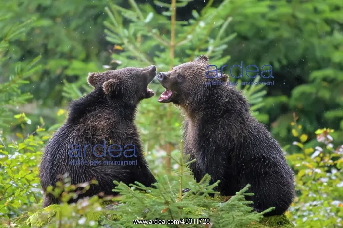 : European Brown Bear (Ursus arctos), cubs fletching : European Brown Bear (Ursus arctos), cubs fletching