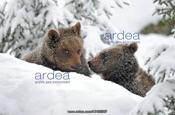 : European Brown Bear (Ursus arctos) cubs in the snow : European Brown Bear (Ursus arctos) cubs in the snow