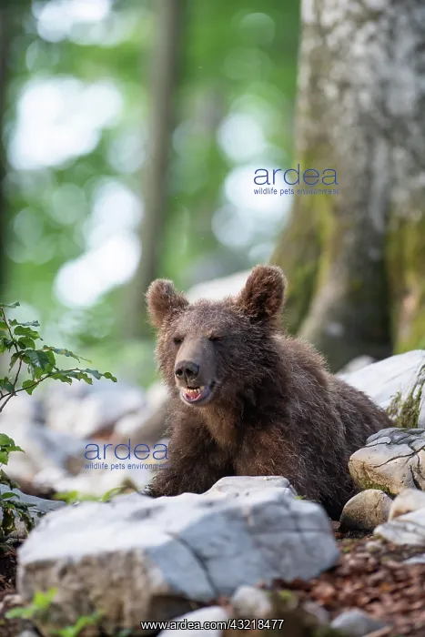 : European Brown bear (Ursus arctos), in the forest : European Brown bear (Ursus arctos), in the forest